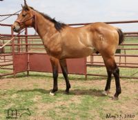 Saltys Sophy Hancock's 2018 dun colt